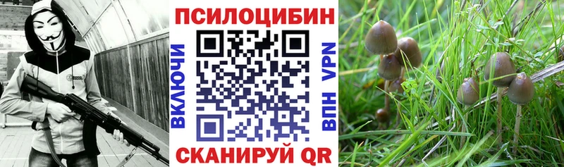 Галлюциногенные грибы мицелий  OMG как войти  Котово 